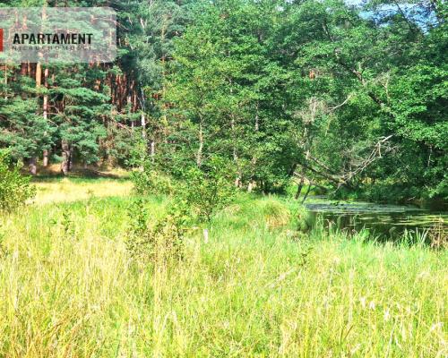 Działka z linią brzegową w Borach Tucholskich