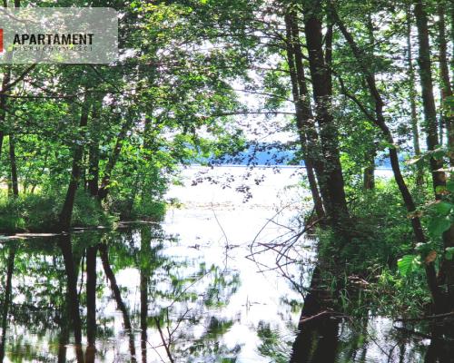 Działka z linią brzegową w Borach Tucholskich