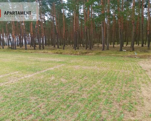 Piękna spokojna okolica ze ścianą lasu!!!