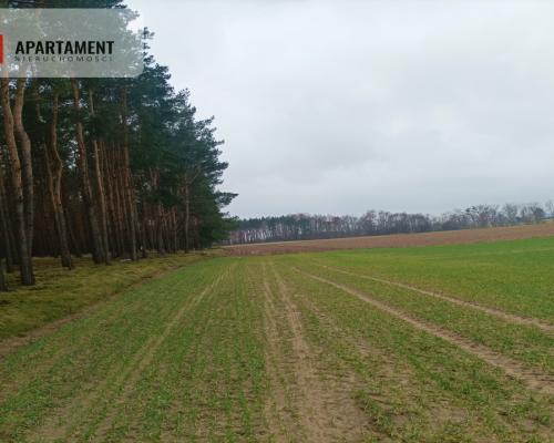 Piękna spokojna okolica ze ścianą lasu!!!