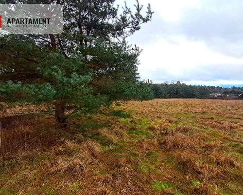 Super działka przy lesie w Drzewcach