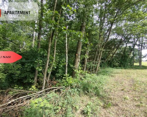 Działka wśród zieleni na granicy Borów Tucholskich