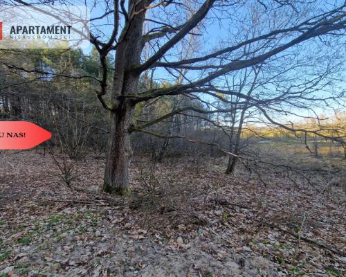 Działka siedliskowa 2 ha w Skorzewie