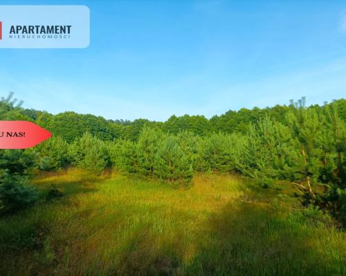 TYLKO U NAS !!! UTULONA CISZĄ W SERCU BORÓW