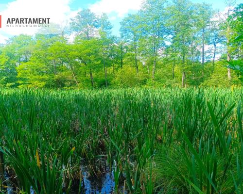 Pięknie położona duża działka w Sarnowie