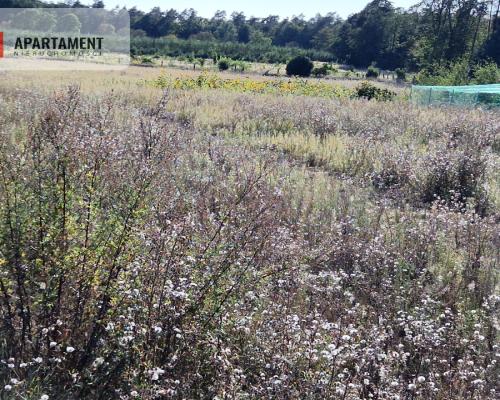 Działka z pozwoleniem na budowę blisko lasu