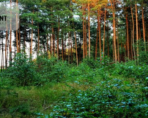 Tylko u nas! Działka pod lasem!