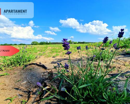 Tylko u Nas! Lawendowa Dolina! Działki na sprzedaż