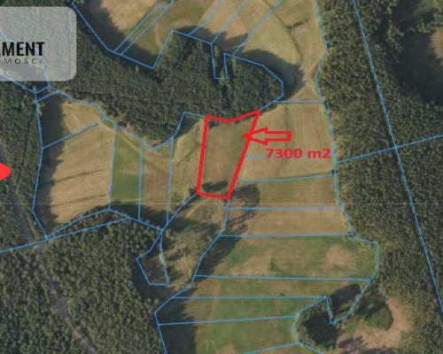 Polany w lesie! Bory Tucholskie! Głusza!