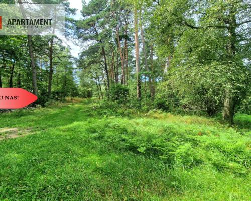 Polany w lesie! Bory Tucholskie! Głusza!