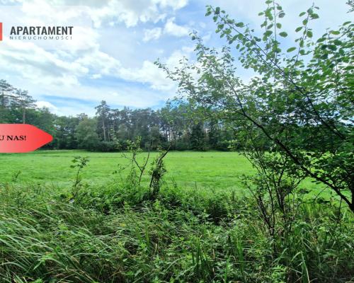 Polany w lesie! Bory Tucholskie! Głusza!