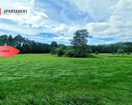 Polany w lesie! Bory Tucholskie! Głusza!