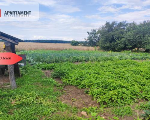 Działka rolna z dużą stodołą.