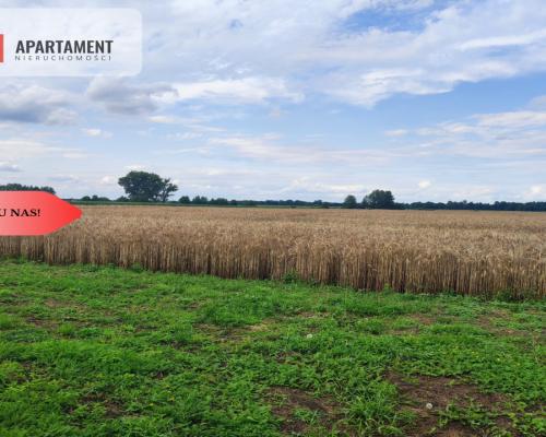 Działka rolna z dużą stodołą.