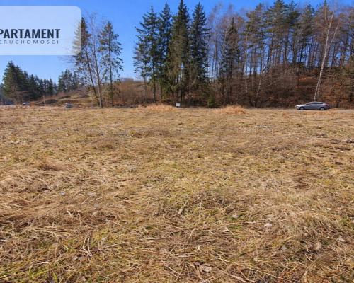 Nad jeziorem, przy lesie.