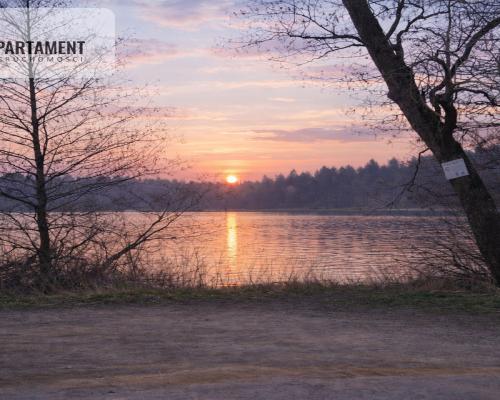 Nad jeziorem, przy lesie.