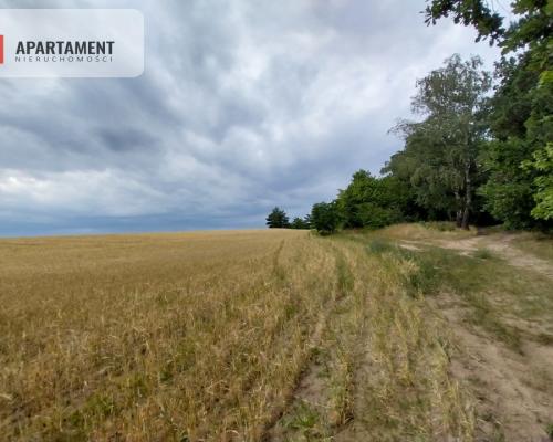 Działki pod lasem w Łabiszynie!