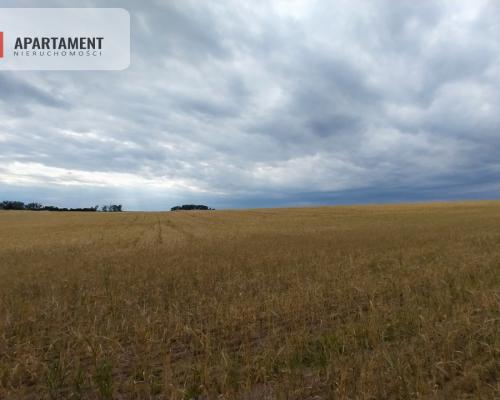 Działki pod lasem w Łabiszynie!