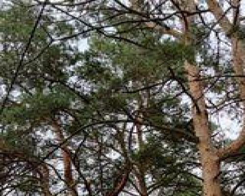 działka w Michalinie