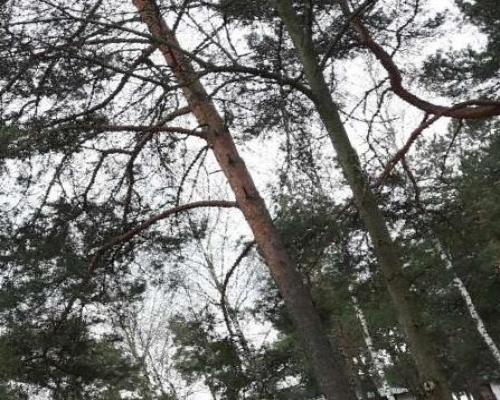 Urokliwa działka -Józefów- Michalin