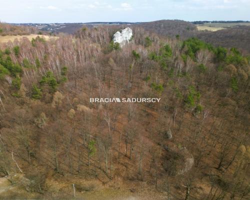 Las w Jerzmanowicach