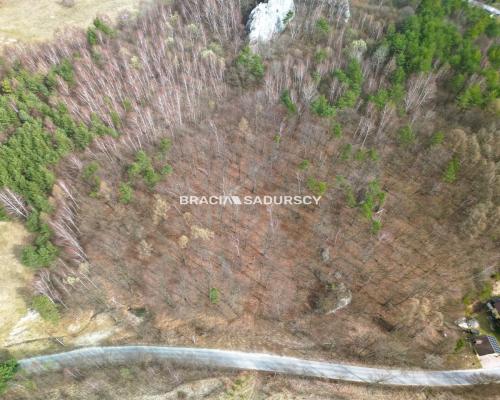 Las w Jerzmanowicach