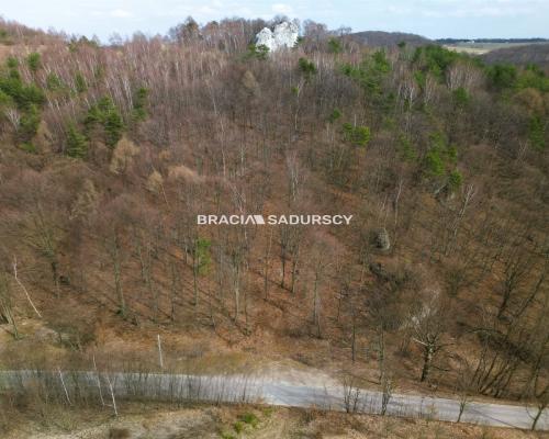 Las w Jerzmanowicach