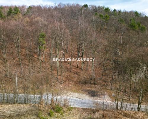 Las w Jerzmanowicach