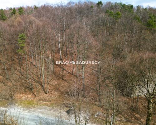 Las w Jerzmanowicach