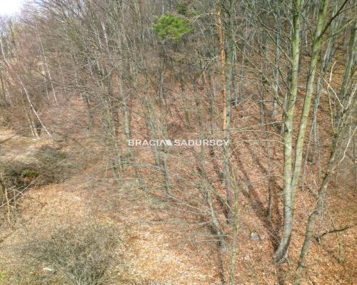 Las w Jerzmanowicach