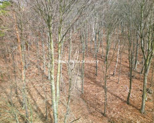 Las w Jerzmanowicach