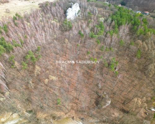 Las w Jerzmanowicach