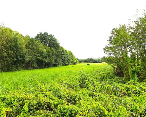 Budynek w stanie deweloperskim gmina Płaska