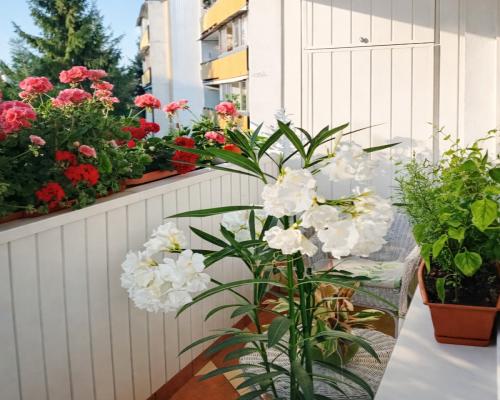 Zadbane 2 pokojowe mieszkanie