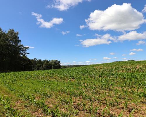 Działka budowlana na Mazurach Rożyńsk Wielki