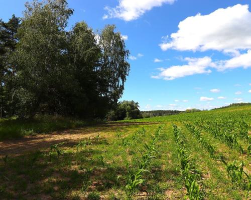 Działka budowlana na Mazurach Rożyńsk Wielki