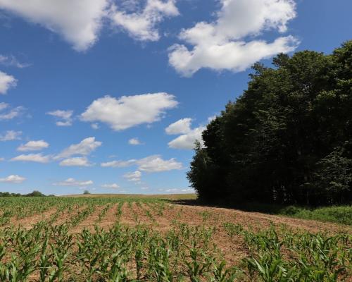 Działka budowlana na Mazurach Rożyńsk Wielki