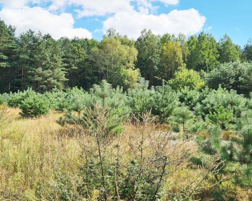 Działka budowlana 1047 m2, Wólka Poduchowna
