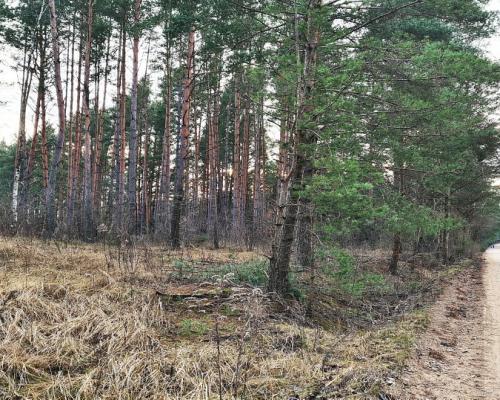 Działka 8500 m2, Jurowce