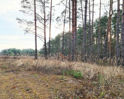 Działka 8500 m2, Jurowce