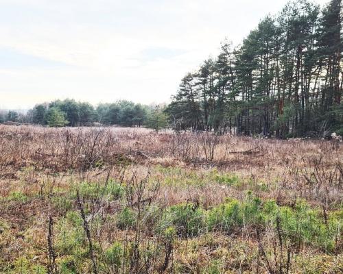 Działka 8500 m2, Jurowce