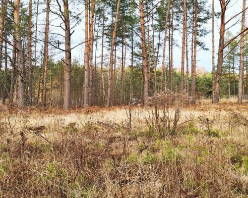 Działka 8500 m2, Jurowce