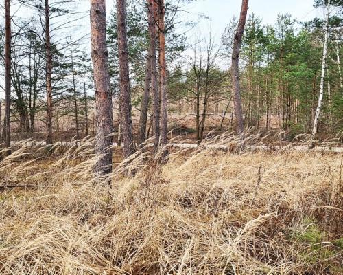 Działka 8500 m2, Jurowce