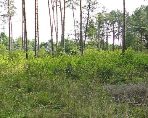 Budowlano - rolna 1,04 ha. Pod miastem