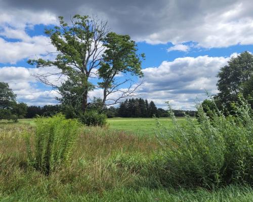 Działka budowlana wśród zieleni.