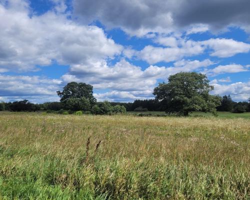 Działka budowlana wśród zieleni.