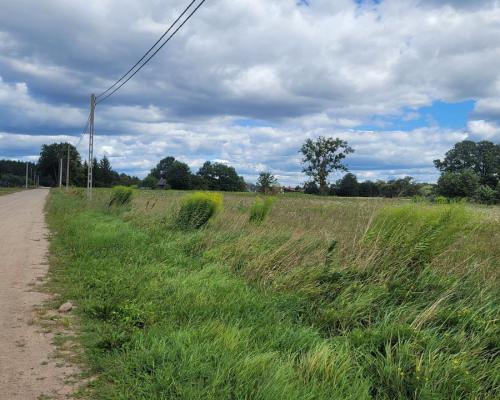 Działka budowlana wśród zieleni.