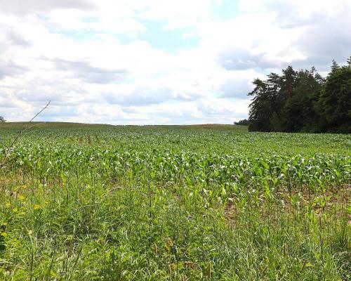 Działka budowlana na Mazurach Rożyńsk Wielki