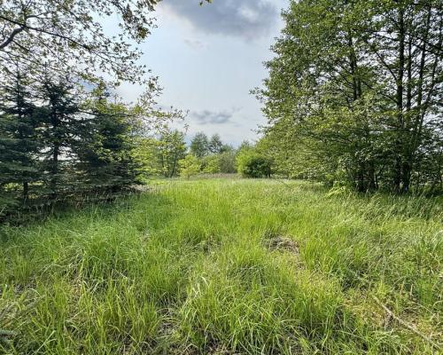 Działka w  Kosmatym Borku