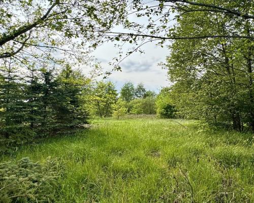 Działka w  Kosmatym Borku